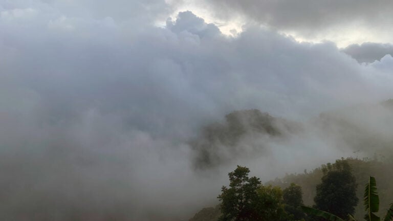 Thick cloud swallowing a forested ridge on the Cebu Transcentral, only the tops of trees showing through the fog.