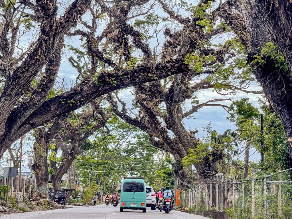 The aftermath of super typhoon Odette visible on the trees going to Carcar, a stark reminder of the storm’s power.