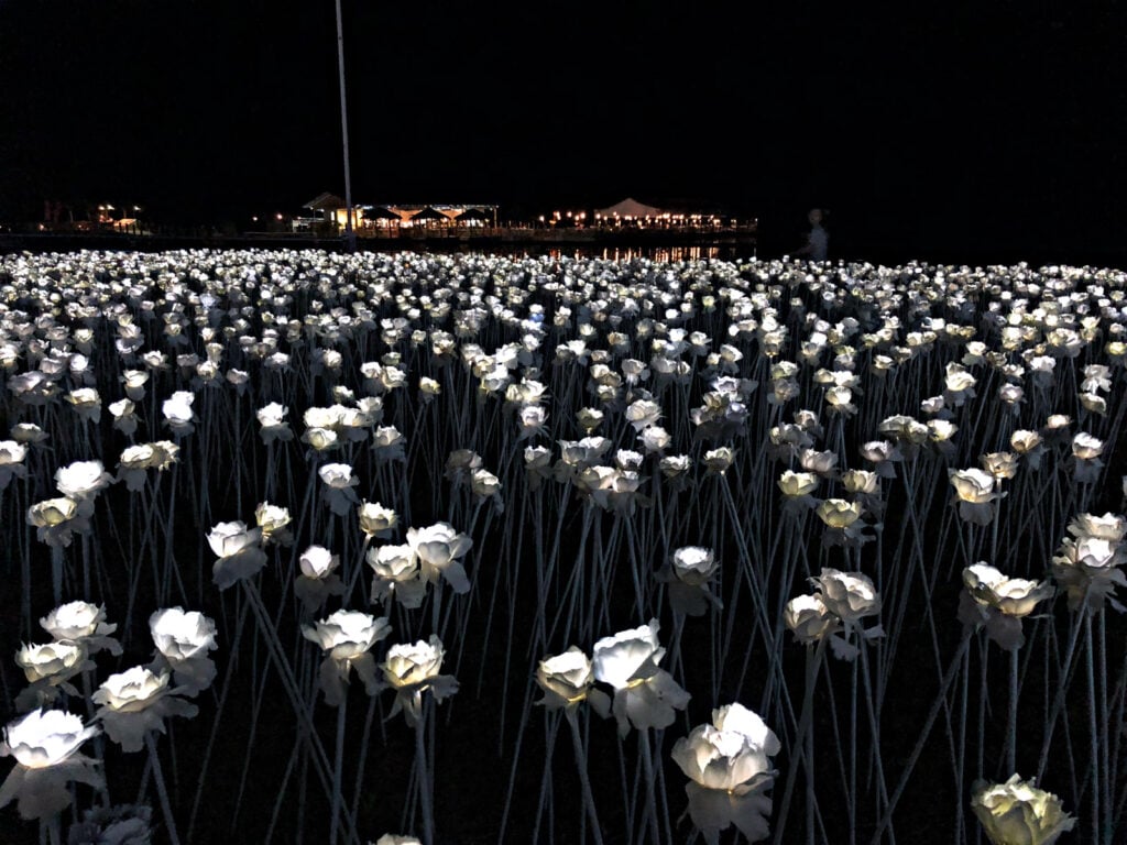 10,000 Sweet Roses with Lantaw Restaurant in the background. 