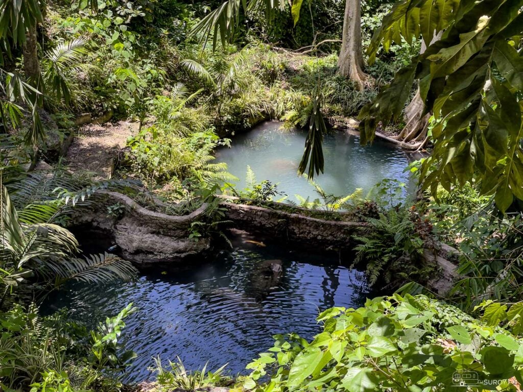 The pond is filled with giant koi swimming around. 