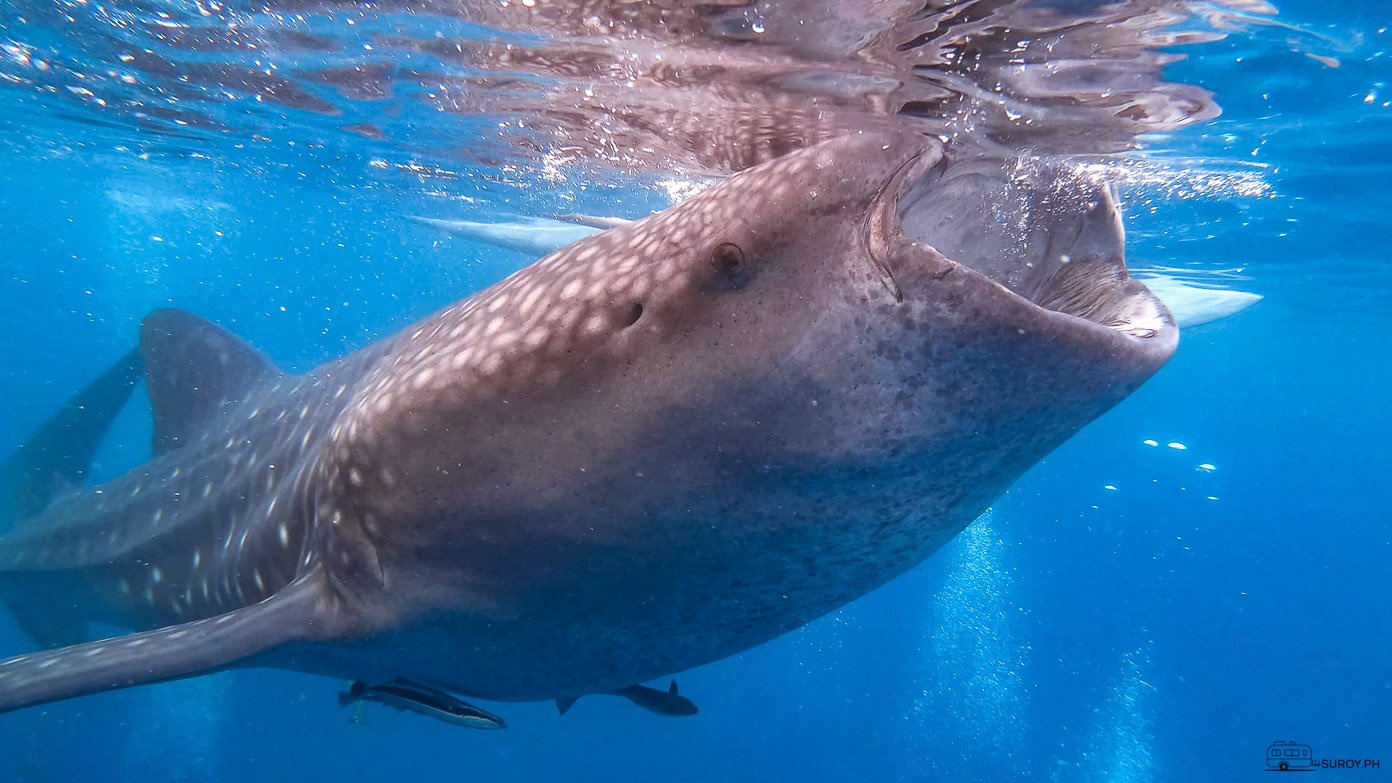 Experience the awe of swimming alongside the gentle giants of the sea in Oslob, where every encounter with these magnificent whale sharks leaves a lasting impression of nature’s grandeur.