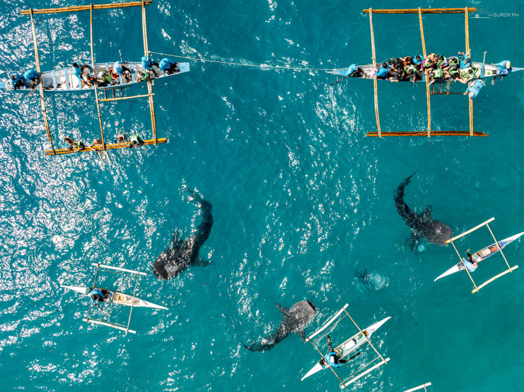 Swim with giants, witness nature’s wonder, and bring home the memory.