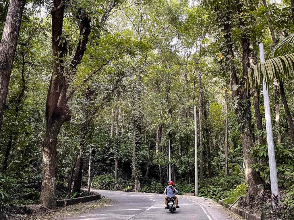 Century Old Trees in Minglanilia Man-Made Forest.