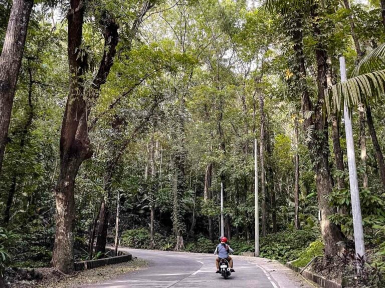 Century Old Trees in Minglanilia Man-Made Forest.