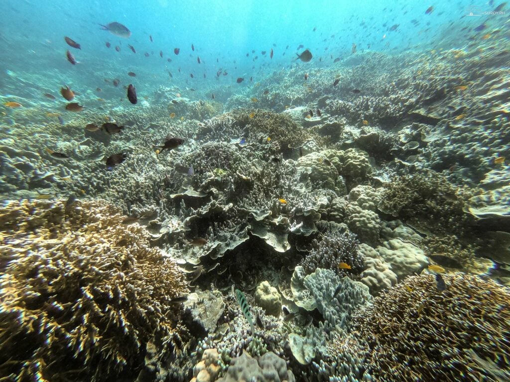 Underneath the waters of Moalboal is a bed of beautiful coral reefs. 