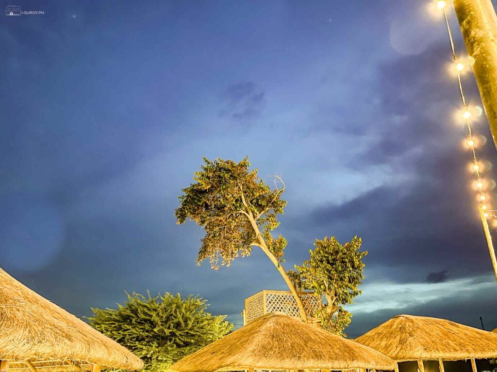 The treehouse where one can soon enjoy a great dining place on top. 