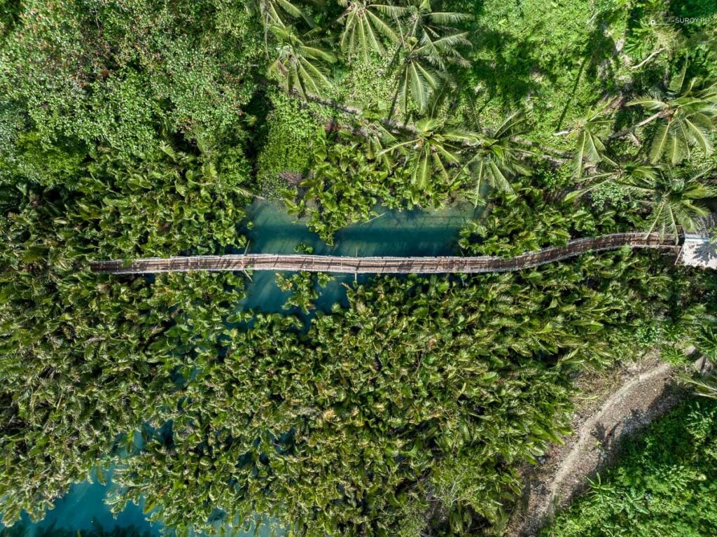 A scenic bridge spans the lush mangrove forest, offering a unique perspective of the Bojo River.