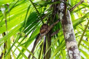 The near endagered Tarsier in the conservation area clings mightily to a branch in Bohol.