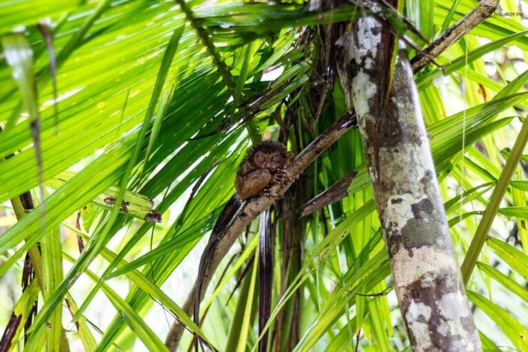 The near endagered Tarsier in the conservation area clings mightily to a branch in Bohol.