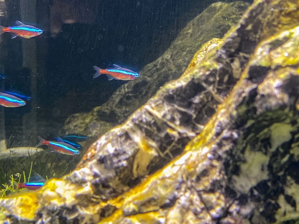 A school of neon tetrafish adds a splash of color to the underwater world.