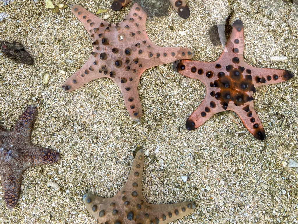 A cluster of starfish resting on the sandy seabed, part of the interactive touch pool experience.