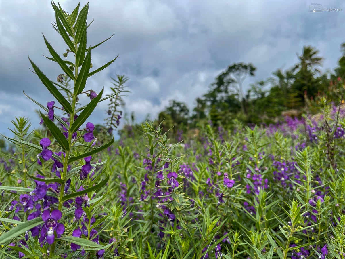 Purple celosia in the foreground at Sirao Garden, with the valley dropping away behind it.