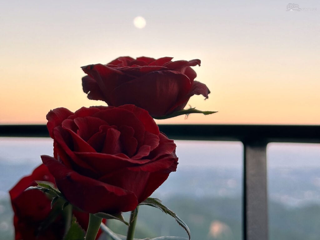 Roses and Sunset: Red roses and a captivating sunset – the perfect combination for an unforgettable evening at The Cliff.