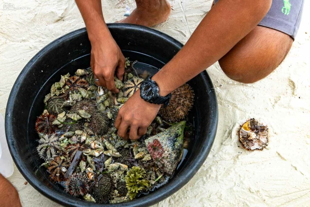 Sea Urchins in Bantayan Island.