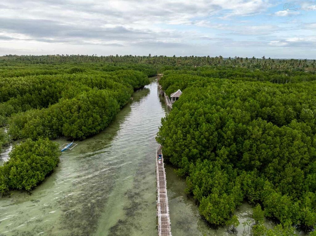 Explore the lush greenery of Bantayan Island’s enchanting Mangrove Eco-Park from above.