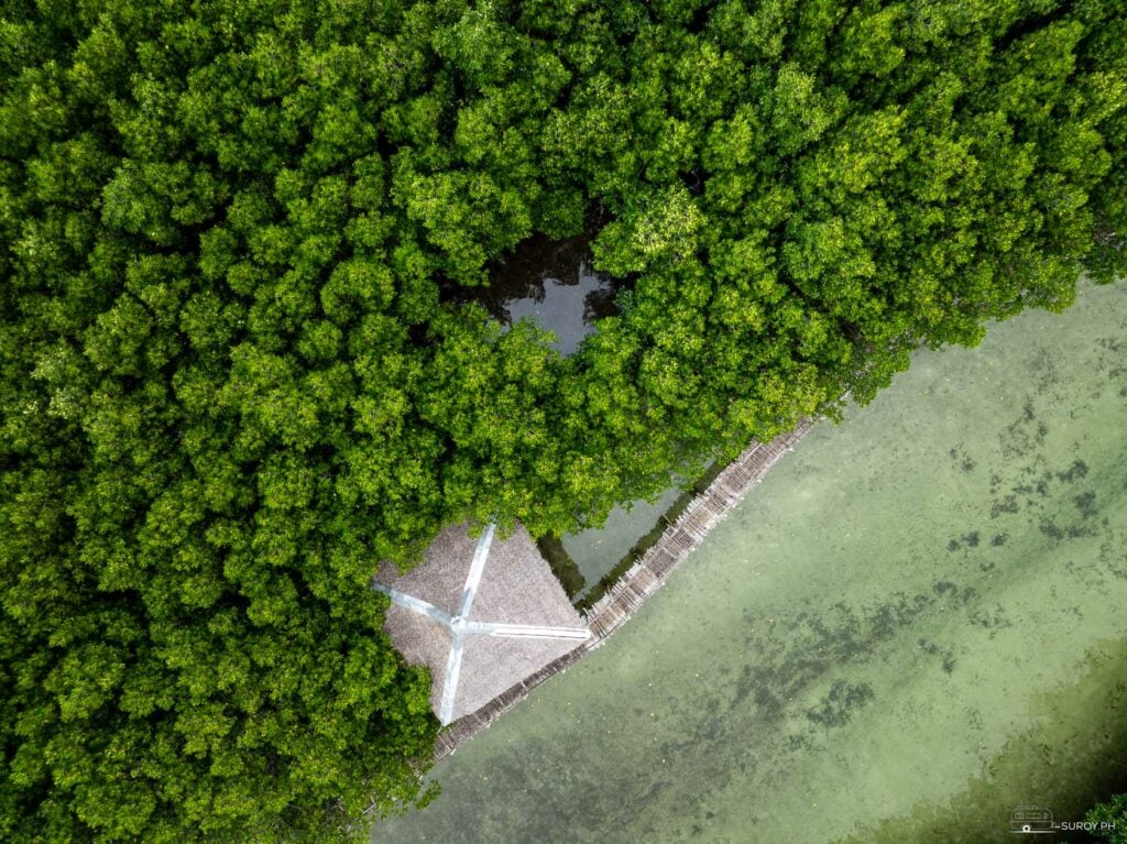 A hidden sanctuary: Bantayan Mangrove Eco-Park is where the famous Camp Sawi is located. 