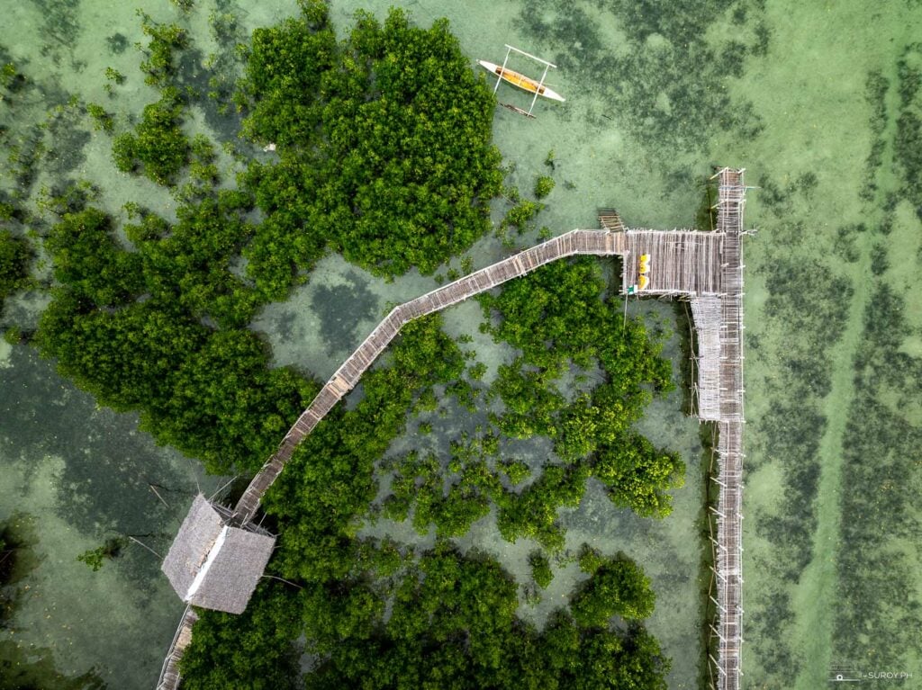 Nature’s pathways: An aerial view of the serene boardwalk weaving through Bantayan Island’s mangroves.