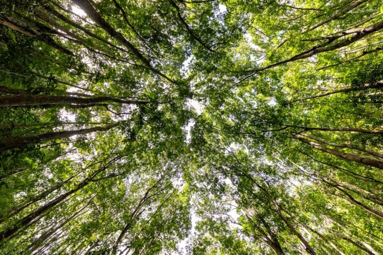 The captivating Man-Made Forest of Bohol, where towering mahogany trees create a serene and magical atmosphere.