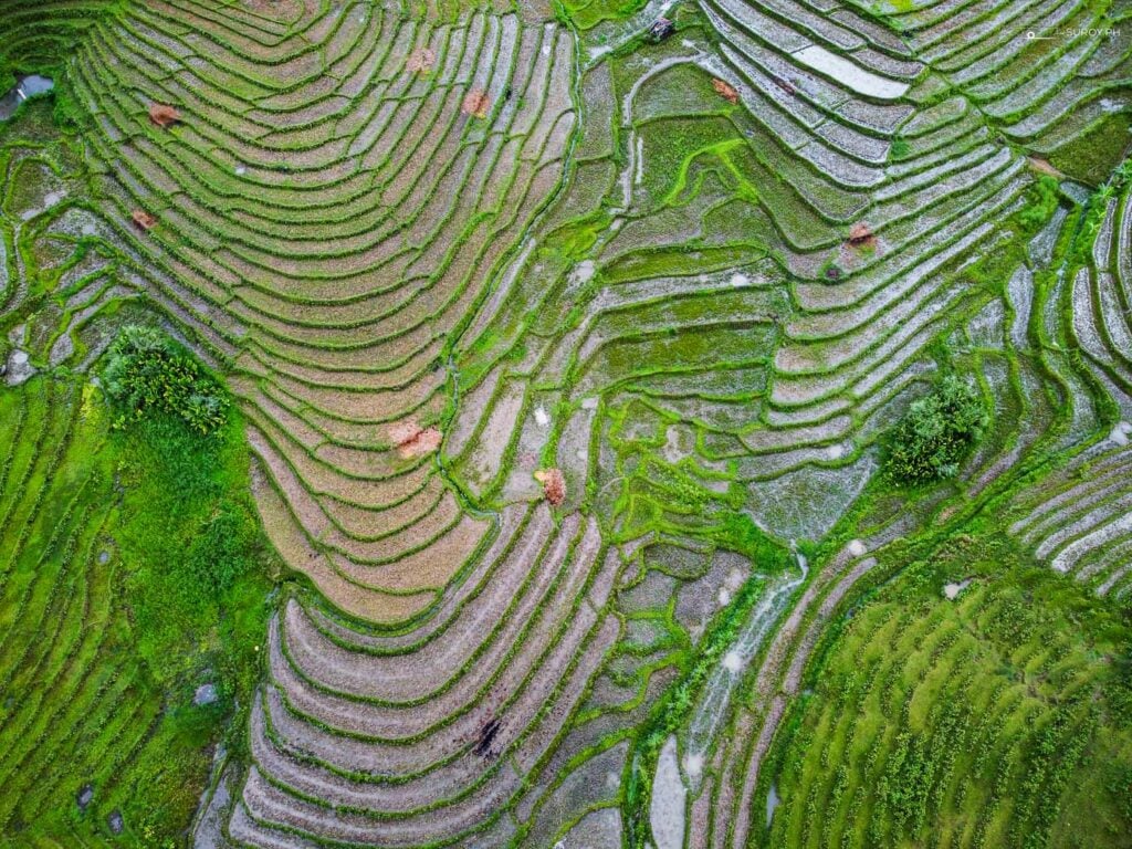 Nature’s Art: The stunning, maze-like design of the Cadapdapan Rice Terraces in Candijay, Bohol, captured from above, revealing the harmonious blend of nature and human effort.