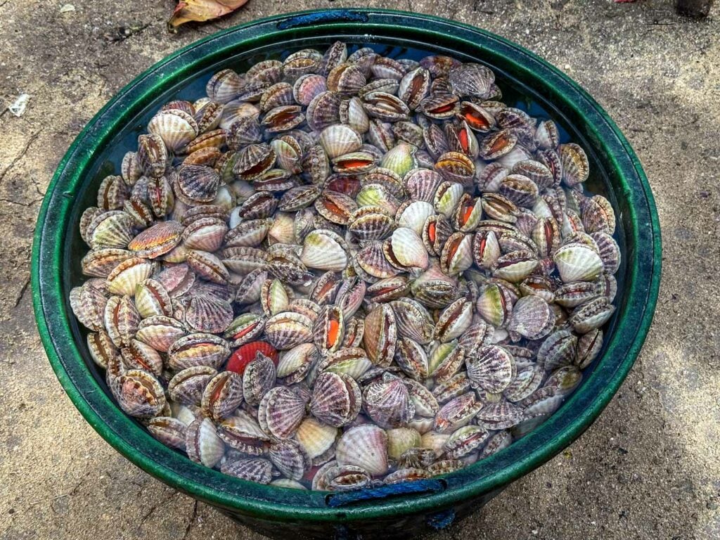 A bucket full of freshly caught scallops.