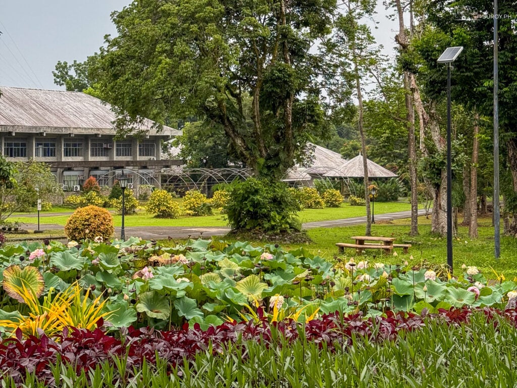 Campus Gardens: A view of the lush gardens within Visayas State University main campus in Baybay, Leyte offers a peaceful retreat amidst the greenery and showcasing the university’s commitment to environmental conservation.