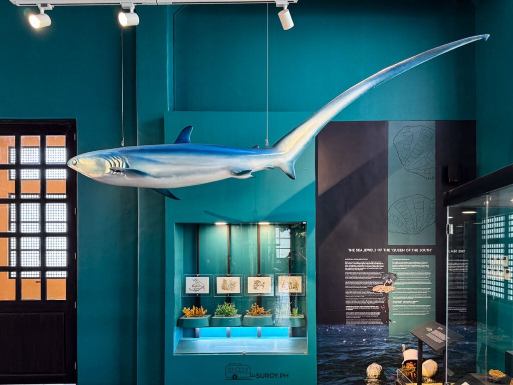 A model thresher shark with its long tail suspended in a teal gallery