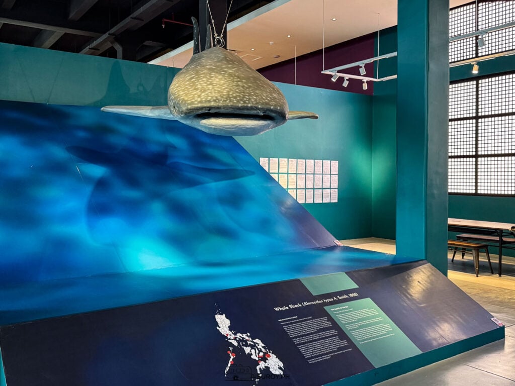 A model whale shark above a blue floor graphic in a darkened gallery