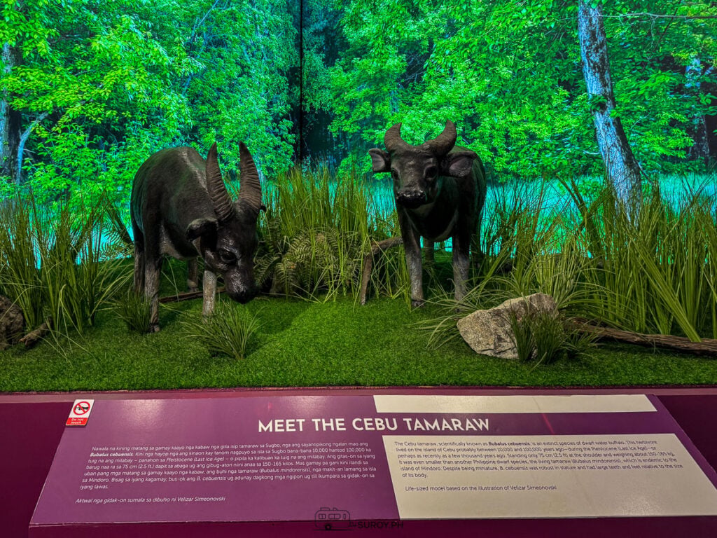 Two Cebu tamaraw models in a green forest diorama above a sign reading Meet the Cebu Tamaraw