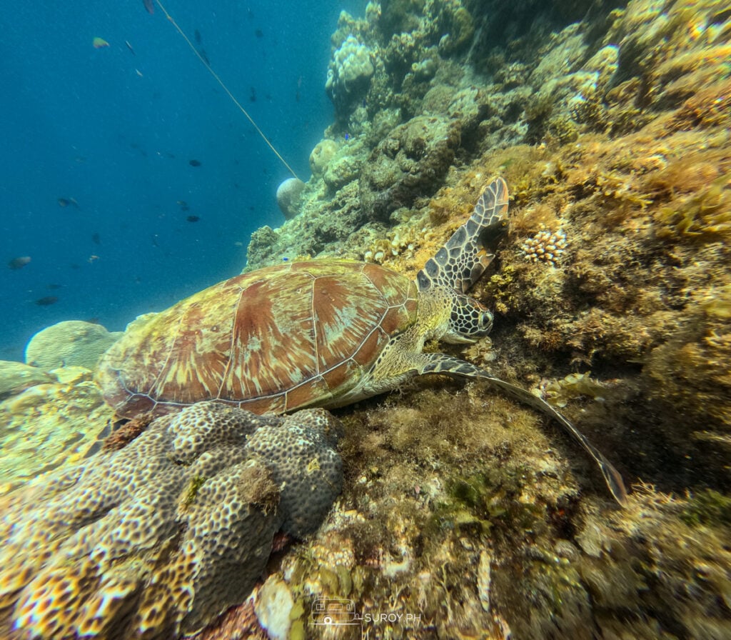 Silent and graceful, a green sea turtle makes its slow journey through the Philippine waters. Their long migrations span thousands of kilometers — a true testament to nature’s resilience.