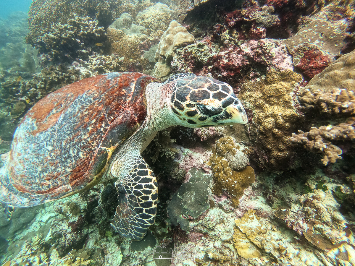 A hawksbill sea turtle glides through a vibrant reef, its patterned shell camouflaging against the corals.