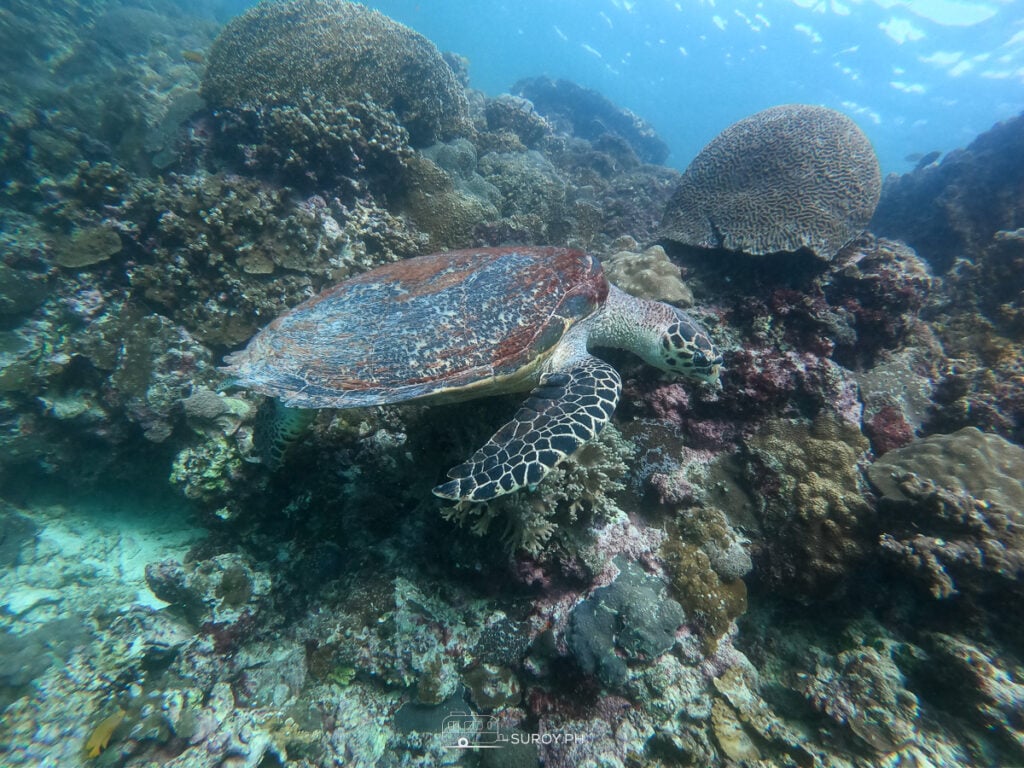 Among the coral cities of the sea, this turtle finds shelter and food. But as reefs face bleaching and plastic pollution, so does the delicate life they sustain.