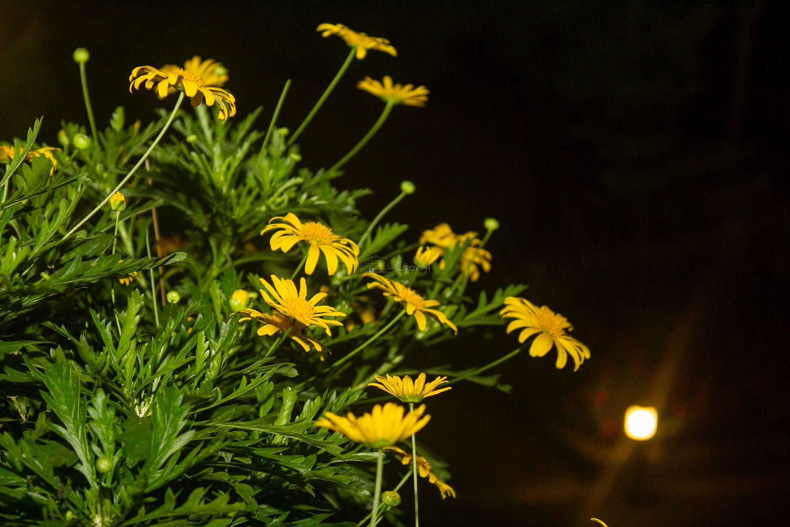 Yellow flowers photographed at night in Baguio