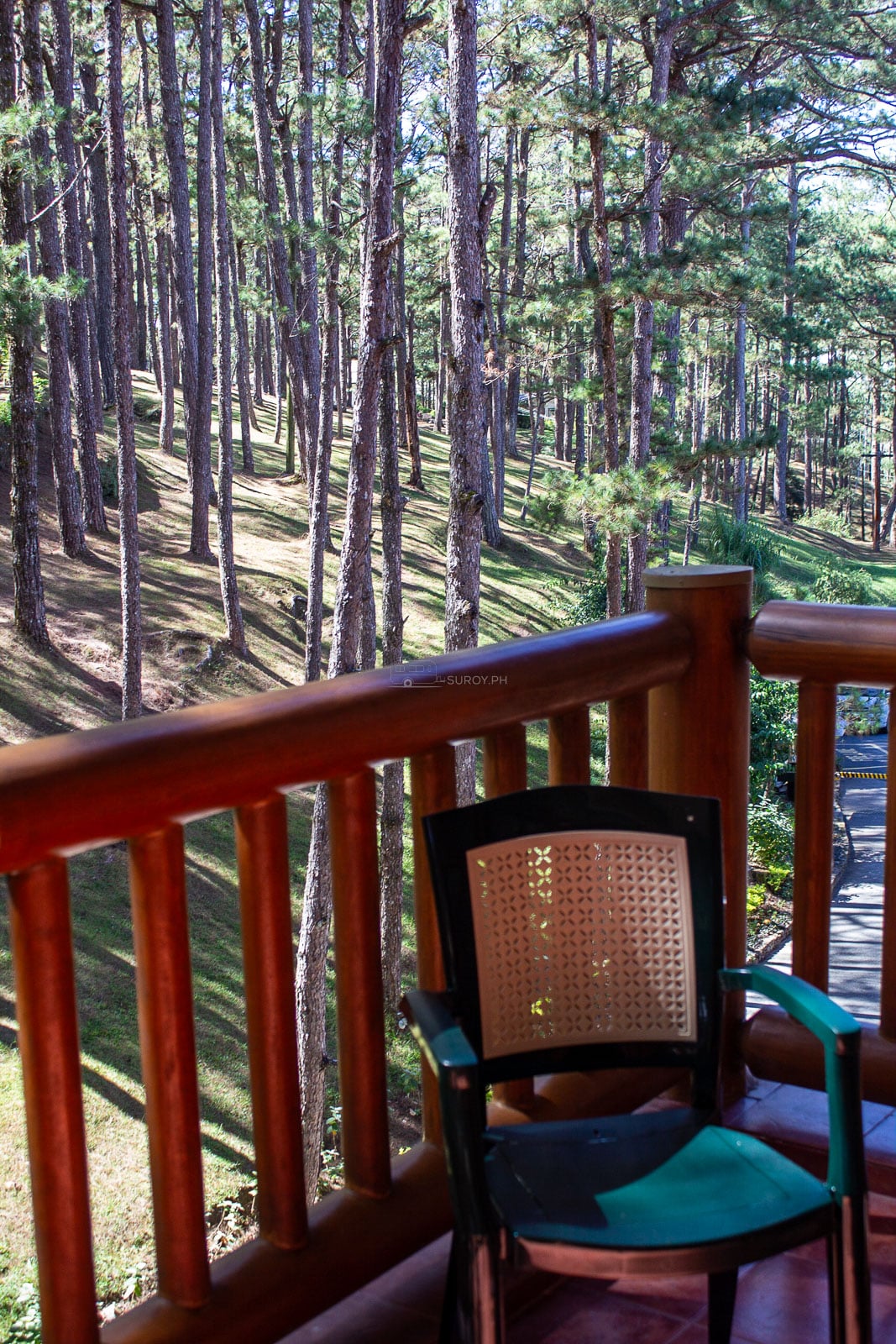 Wooden chair on a viewing deck among pine trees in Baguio