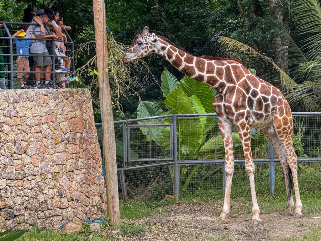 Visitors packed onto a stone viewing deck as a giraffe leans across to meet them at Cebu Safari and Adventure Park in Carmen, Cebu