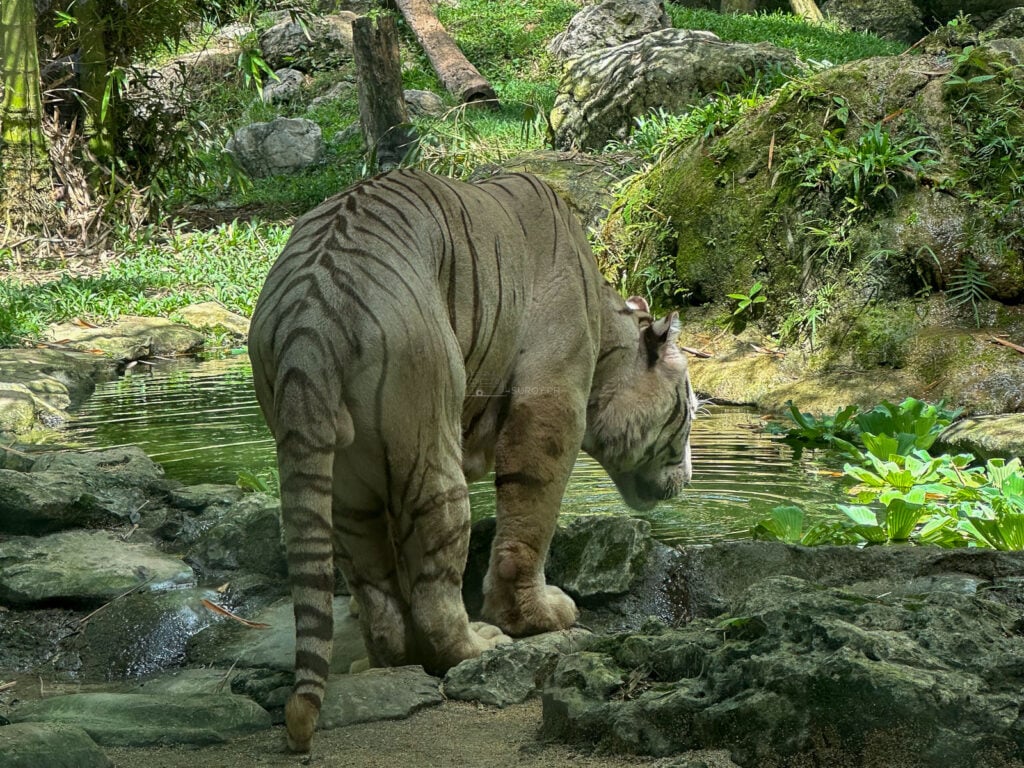 A white Bengal tiger bending to drink at the edge of a pool in a planted enclosure at Cebu Safari and Adventure Park