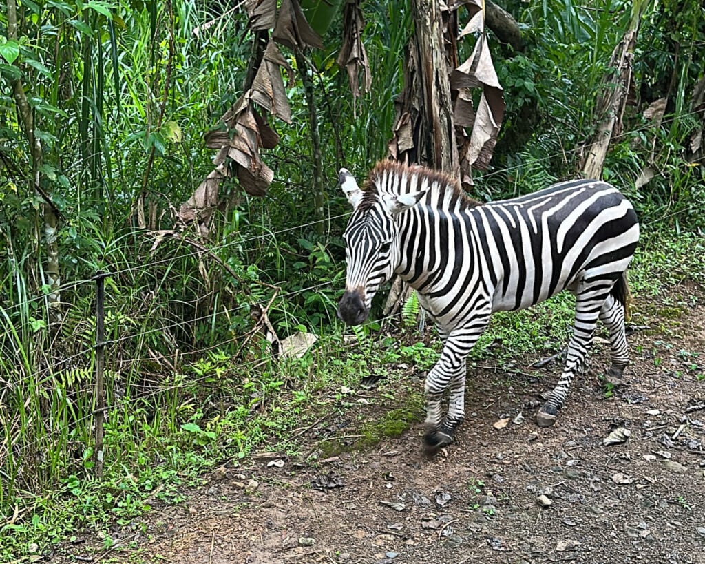 A zebra grazing on a green bank in dense planting at Cebu Safari and Adventure Park
