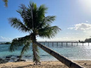 Leaning coconut palm beside the Cloud 9 boardwalk and clear water in Siargao