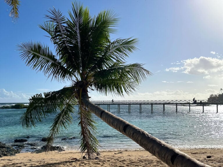 Leaning coconut palm beside the Cloud 9 boardwalk and clear water in Siargao