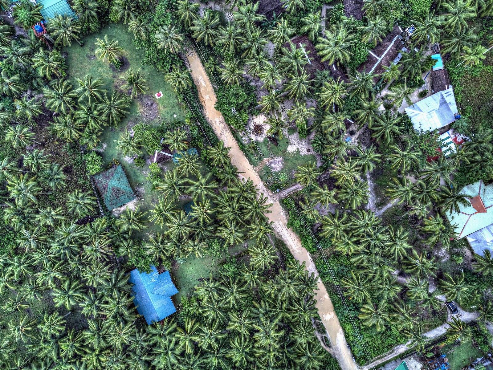 A dirt road running through coconut palms on Siargao Island, shot from above in January 2018